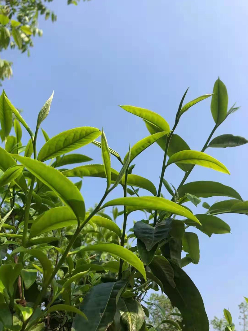 古树春茶才刚开始采摘之际简单聊聊古茶树临沧茶茶之九难和采摘法